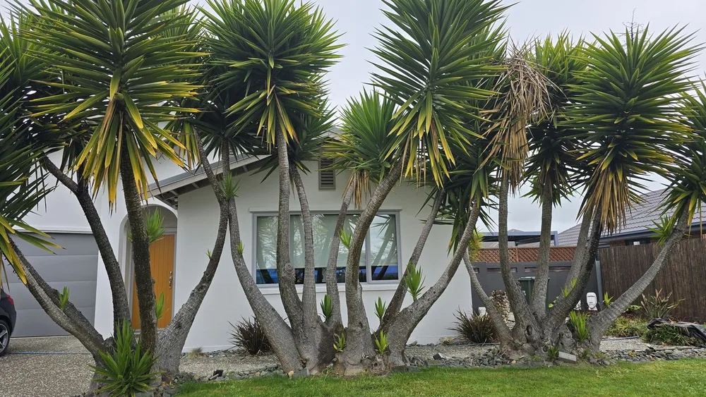 Tree removal in Nelson, before
