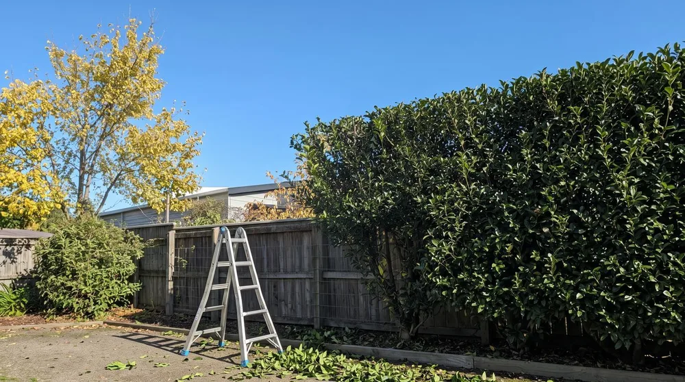 Tree Trimming & Removal — after